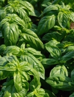 Basil Sweet Italian Seeds Herb Seed